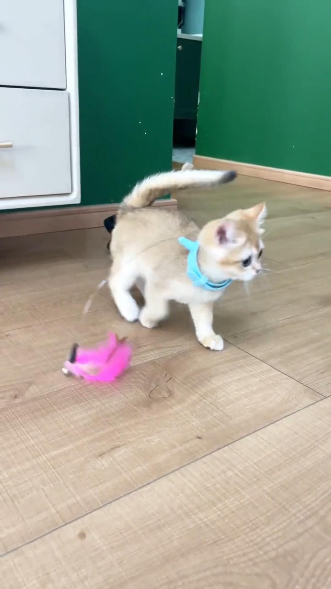 Ошейник-дразнилка для кошек, интерактивная игрушка с пером и колокольчиком - забавный инструмент для дрессировки кошек